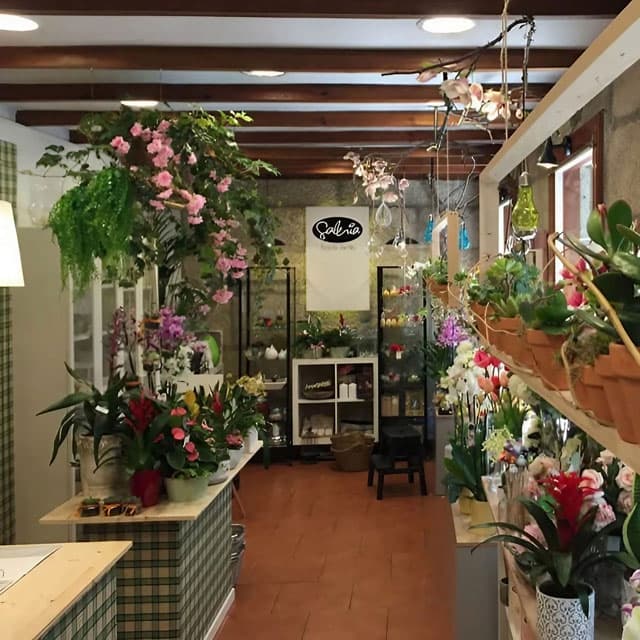 Todo lo que encontrará en nuestra floristería en Vigo